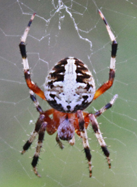SPotted Orbweaver